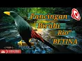 Download Lagu Masteran Jalak Rio rio Bahan Pendongkrak Birahi ‼️ Jalak Rio Rio Bahan Manapun Auto ikut Nyaut‼️
