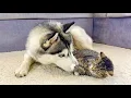 Download Lagu Kitten Emma Protects His Favorite Tiny Kitten From a Giant Husky!