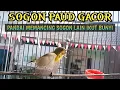 Download Lagu SOGON IJOAN GACOR‼️PANCINGAN AMPUH AGAR SOGON BAHAN RAJIN BUNYI #sogonijoangacor