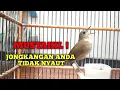 Download Lagu MUSTAHIL JONGKANGAN ANDA TIDAK NYAUT MENDENGAR JONGKANGAN  GACOR INI