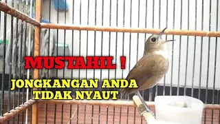 Download MUSTAHIL JONGKANGAN ANDA TIDAK NYAUT MENDENGAR JONGKANGAN  GACOR INI MP3