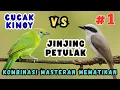 Download Lagu JINJING PETULAK VS CUCAK KINOY !!! 🔥 SPEED RAPAT | SUARA TAJAM | DURASI PANJANG | TEMBAKAN JERNIH 🔥