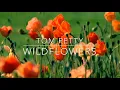 Tom Petty - Wildflowers (Lyrics)