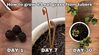 Download How To Grow Four Leaf Grass From Tubers - Lucky Four Leaf Grass MP3