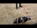 23-5 Spot gilt