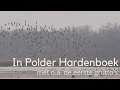 Download Lagu In Polder Hardenhoek met o.a. de eerste grutto's #1462