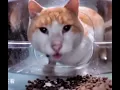 Download Lagu cat eating then looking at the camera meme