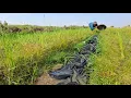 Lagu OMG amazing fishing! Catch a lot of fish and pick duck eggs in the grass at rice field near the road