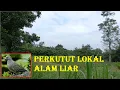 Download Lagu Perkutut lokal alam liar