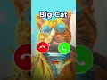 Download Lagu #ringtone #smartphone #ringtones #music #bgm #catelover #cat