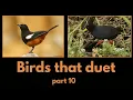 BIRDS THAT DUET - part 10 - Mocking Cliff Chat and Black Crake duet