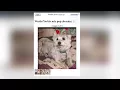 Woman finds her missing dog listed for sale on Craigslist