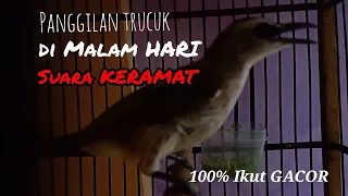 Download trucukan gacor di malam hari - pancingan trucuk biar bunyi dan gacor MP3