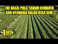 Download Lagu HASIL DARI INOVASI PERTANIAN POLA TANAM CABE | CARA MENANAM CABE