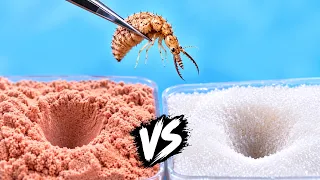 Муравьиный лев vs Кинетический песок и сахар! Что произойдет?