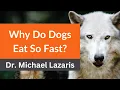 Dr Lazaris Reveals Why Do Dogs Eat So Fast