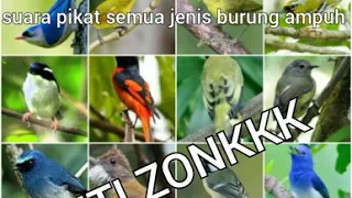 suara pikat burung ribut anti zonkkk