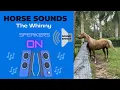 Lagu HORSE SOUNDS ~ Whinny'ing - Neigh'ing my horse is calling to the horses in the barn #horse  #shorts