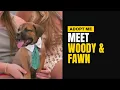Meet Woody Fawn Adoptable Rescue Dogs TLRD Virtual Adoption