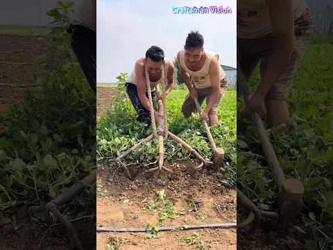 Peanut harvesting in the field with a homemade nine-tine harrow