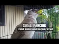 Download Lagu trucuk gacor ngalas full suara alam ampuh buat pancingan agar bunyi,jadikan trucukmu gacor nyaut