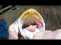 Download Lagu Racing Against The Tide | Fishing For White Trout