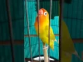 Download Lagu Lovebird ngekek 1 menit