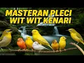Lagu Suara Alam + Kenari Gacor | Masteran Pleci Wit-Wit Full Relaksasi