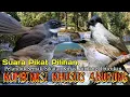 Download Lagu SUARA PIKAT BURUNG PELANDUK SEMAK. SIKATAN KIPAS. KUTILANG. TRUCUKAN. PALING TOP..