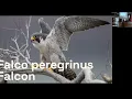 Falcon Peregrine - Dr Gaurang Gaikwad