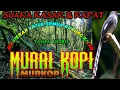 MASTERAN MURAI KOPI SUARA TAJAM DAN RAPAT