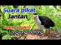 Download Lagu SUARA PIKAT BURUNG RUAK RUAK JANTAN ANTI ZONK BISA DI BUKTIKAN SENDIRI
