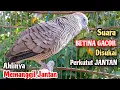 Download Lagu BETINA GACOR‼️Perkutut Betina Memanggil JANTAN || The female turtle dove calls the male