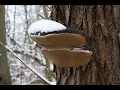 Phellinus igniarius