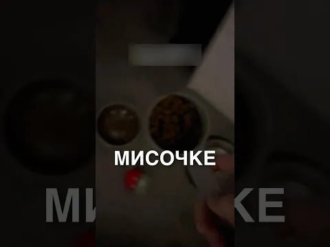 Инспектор-котик 🥰 #истории #история #новости #новость #shorts