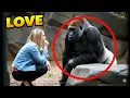 Lagu Incredible Gorilla Reaction Caught on Camera | Astonishing Zoo Moment