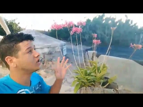 CULTIVO DE ORQUÍDEAS NO SOL PLENO