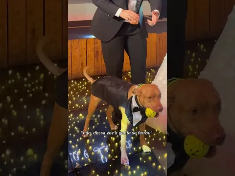 VOCÊ NÃO É DE MAIOR VALENTINA 😂 #pitbull #casamento #noivos #pets #cachorrosdivertidos #trend