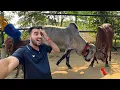 Lagu Arjun Bull Vs Baglino Fight😳(Masti Wali)