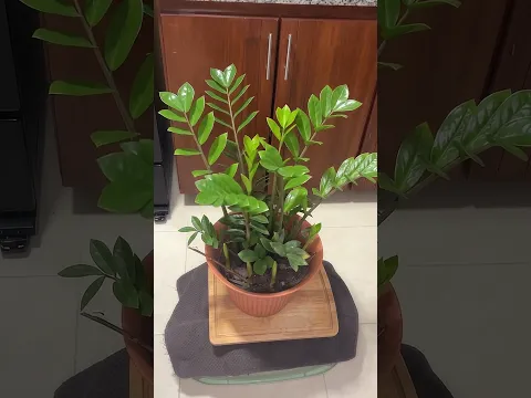 El truco del huevo y arroz para plantas #shorts #plantas #jardin