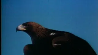 FilmRise/Muller Media Television Distribution/American National Enterprises (2018/1980s/1977)