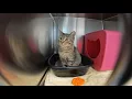 33 cats 3 dogs rescued from deplorable conditions inside Bucks County hotel room
