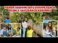 Download Lagu AKHIRNYA BISA PANEN BUAH PEACH DARI POHON MINI DIKEBUNKU
