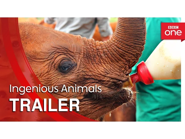 Ingenious Animals: Trailer - BBC One