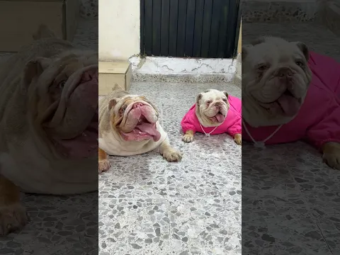 POLAR NOS DESCUBRIÓ COMIENDO HAMBURGUESA SIN ÉL 😂