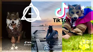 Therian, Quadrobics, & Kemonomimi TikTok Compilation 🐾🪱🪲|| Alterhumans of TikTok #93