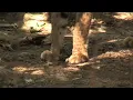 More reports of bobcats in Indiana