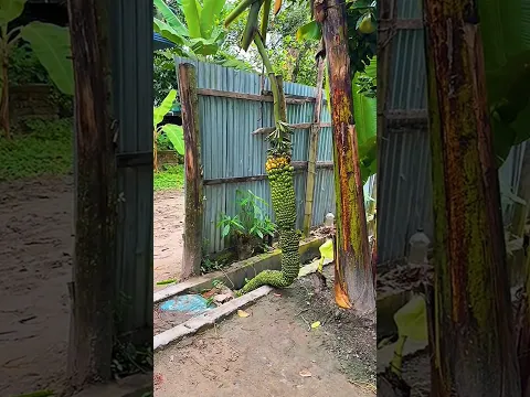 একমাত্র তিনিই আল্লাহ যিনি যা চান তাই করতে পারেন। #সুবাহানআল্লাহ #অদ্ভুত #ইসলামিক #shorts