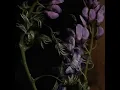 Every Earthly Thing - Spirituals
