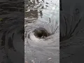 New York City Man Clears Flooded Brooklyn Street
